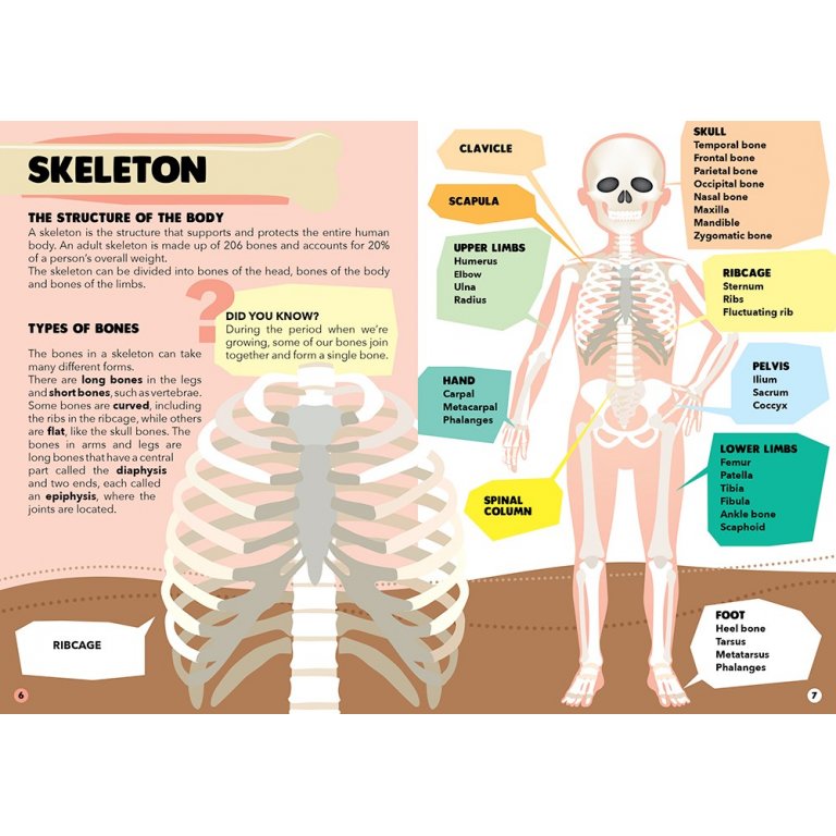 Sassi Science - The Human Body - Puzzle and Book