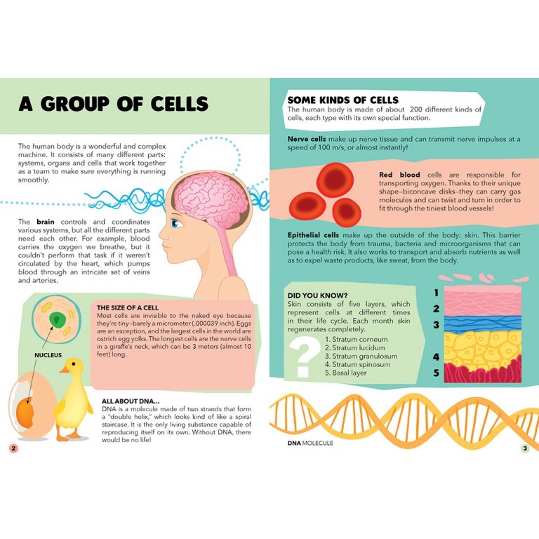 Sassi Science - The Human Body - Puzzle and Book